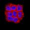 LITAF antibody, AF4695, R&D Systems, Immunofluorescence image 