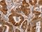 Aldehyde Dehydrogenase 3 Family Member A1 antibody, LS-C404481, Lifespan Biosciences, Immunohistochemistry frozen image 