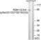 Ribosomal Protein S6 Kinase A1 antibody, abx012627, Abbexa, Western Blot image 