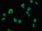 Proteasome Assembly Chaperone 1 antibody, CSB-PA018921LA01HU, Cusabio, Immunofluorescence image 