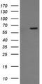 Chaperonin Containing TCP1 Subunit 8 Like 2 antibody, LS-C337849, Lifespan Biosciences, Western Blot image 