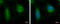 WASH Complex Subunit 2C antibody, GTX120832, GeneTex, Immunocytochemistry image 