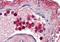 Lactotransferrin antibody, PA5-19036, Invitrogen Antibodies, Immunohistochemistry frozen image 