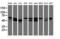 Non-POU Domain Containing Octamer Binding antibody, LS-C173996, Lifespan Biosciences, Western Blot image 