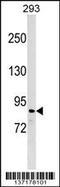 Zinc Finger Protein 7 antibody, 59-208, ProSci, Western Blot image 