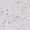 Serine And Arginine Rich Splicing Factor 7 antibody, NBP2-49238, Novus Biologicals, Immunohistochemistry paraffin image 
