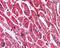 Karyopherin Subunit Alpha 3 antibody, 45-813, ProSci, Immunohistochemistry paraffin image 