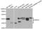 NDRG Family Member 2 antibody, A5319, ABclonal Technology, Western Blot image 