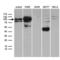 Transcription Factor 12 antibody, LS-C795095, Lifespan Biosciences, Western Blot image 
