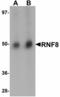 Ring Finger Protein 8 antibody, LS-C108724, Lifespan Biosciences, Western Blot image 