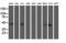 Aminoacylase 1 antibody, LS-C173144, Lifespan Biosciences, Western Blot image 