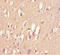 Transmembrane Protein 222 antibody, A61402-100, Epigentek, Immunohistochemistry paraffin image 
