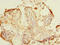 NGG1 Interacting Factor 3 Like 1 antibody, CSB-PA880926LA01HU, Cusabio, Immunohistochemistry frozen image 