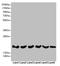 Receptor Accessory Protein 5 antibody, LS-C676384, Lifespan Biosciences, Western Blot image 