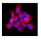ADP Ribosylation Factor 6 antibody, PB9987, Boster Biological Technology, Immunofluorescence image 