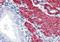 Transgelin antibody, NB600-507, Novus Biologicals, Immunohistochemistry frozen image 