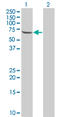 Testis Associated Actin Remodelling Kinase 2 antibody, LS-C133643, Lifespan Biosciences, Western Blot image 