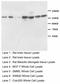 Nitric Oxide Synthase 1 antibody, LS-C172141, Lifespan Biosciences, Western Blot image 