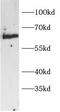 Interferon Regulatory Factor 2 Binding Protein 2 antibody, FNab10716, FineTest, Western Blot image 