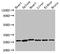 Vascular Endothelial Growth Factor B antibody, LS-C679981, Lifespan Biosciences, Western Blot image 