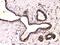 Tubulin Beta 3 Class III antibody, A01857-1, Boster Biological Technology, Immunohistochemistry frozen image 