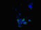 Blood Vessel Epicardial Substance antibody, orb40851, Biorbyt, Immunocytochemistry image 