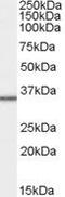 Mitochondrial Ribosomal Protein L3 antibody, PA5-18107, Invitrogen Antibodies, Western Blot image 