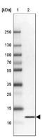 FKBP Prolyl Isomerase 1A antibody, NBP2-14017, Novus Biologicals, Western Blot image 