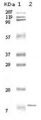 Interleukin 11 antibody, A01160, Boster Biological Technology, Western Blot image 