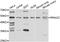 Ras Related GTP Binding C antibody, abx006982, Abbexa, Western Blot image 