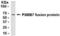 Proteasome Subunit Beta 7 antibody, XW-8066, ProSci, Western Blot image 