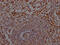 Elastase, Neutrophil Expressed antibody, CSB-RA200985A0HU, Cusabio, Immunohistochemistry frozen image 