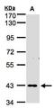 Zinc Finger Protein 211 antibody, LS-C185551, Lifespan Biosciences, Western Blot image 