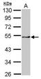 Cytosolic Iron-Sulfur Assembly Component 3 antibody, PA5-30803, Invitrogen Antibodies, Western Blot image 