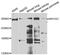 Myosin VC antibody, MBS9128374, MyBioSource, Western Blot image 