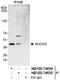 Nuclear Casein Kinase And Cyclin Dependent Kinase Substrate 1 antibody, NB100-74634, Novus Biologicals, Western Blot image 