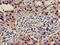 Beta-1,3-Galactosyltransferase 4 antibody, CSB-PA002492LA01HU, Cusabio, Immunohistochemistry frozen image 