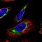 OCIA Domain Containing 2 antibody, NBP1-82683, Novus Biologicals, Immunofluorescence image 