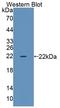 Transcriptional Regulating Factor 1 antibody, LS-C740758, Lifespan Biosciences, Western Blot image 