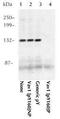 Vav Guanine Nucleotide Exchange Factor 1 antibody, GTX24763, GeneTex, Immunoprecipitation image 