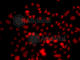 Ras Related GTP Binding C antibody, A7479, ABclonal Technology, Immunofluorescence image 