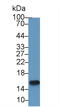 Microseminoprotein Beta antibody, LS-C295367, Lifespan Biosciences, Western Blot image 