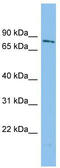 WD Repeat Domain 49 antibody, TA337578, Origene, Western Blot image 