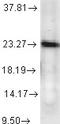 Prostaglandin E Synthase 3 antibody, LS-C230545, Lifespan Biosciences, Western Blot image 