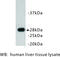 Apolipoprotein A1 antibody, MBS355173, MyBioSource, Western Blot image 