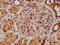 FIC Domain Containing antibody, CSB-PA880112LA01HU, Cusabio, Immunohistochemistry frozen image 