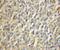 Tetratricopeptide Repeat Domain 4 antibody, 11878-1-AP, Proteintech Group, Immunohistochemistry frozen image 