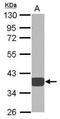 3-oxo-5-beta-steroid 4-dehydrogenase antibody, PA5-28963, Invitrogen Antibodies, Western Blot image 