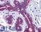 Solute Carrier Family 39 Member 7 antibody, LS-B5356, Lifespan Biosciences, Immunohistochemistry frozen image 