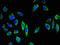 Cadherin 18 antibody, orb400644, Biorbyt, Immunofluorescence image 